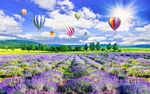 薰衣草热气球唯美浪漫