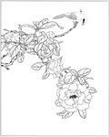 茶花线描 茶花白描 茶花素描