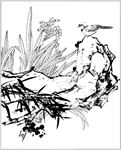 水仙花线描 水仙花白描 水仙花