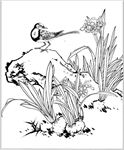 水仙花线描 水仙花白描 水仙花