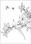 茶花线描 茶花白描 茶花素描