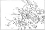 芙蓉花线描 芙蓉花白描 芙蓉花