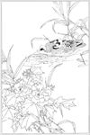芙蓉花线描 芙蓉花白描 芙蓉花