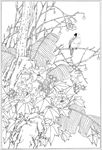 芙蓉花线描 芙蓉花白描 芙蓉花
