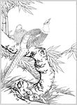 锦鸡线描 锦鸡白描 锦鸡素描