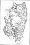 猫咪线描 猫咪白描 猫咪素描