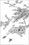 猫咪线描 猫咪白描 猫咪素描