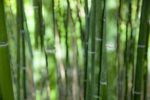清新竹林壁纸背景画