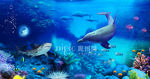 海底世界壁纸