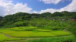 唯美浪漫绿色田园景观春色绿色大