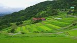 乡村梯田绿色农田清新大自然风光