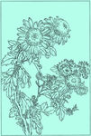 菊花线描 菊花白描 菊花素描