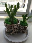 植物 仙人掌 热带植物 园林