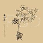 草芍药