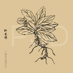 红毛毡