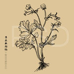 草本水杨梅
