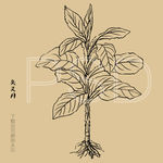 臭灵丹