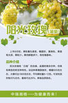 阳光玫瑰葡萄绿葡萄品种详细介绍