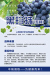 黑珍珠葡萄紫黑葡萄品种详细介绍
