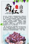 葡萄由来的介绍图海报