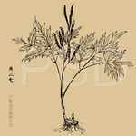 黄三七