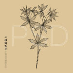 二歧银莲花