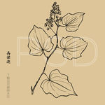 高梁泡