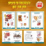 男性生殖器官解剖图