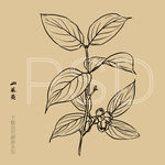 山茱萸