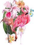 火烈鸟 花卉