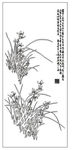兰花