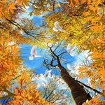 天空大树天顶壁画背景墙