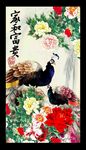 孔雀牡丹