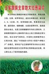 大红葱简介