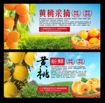 黄桃