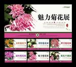 菊花展