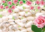 玫瑰花