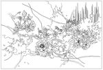 牡丹花
