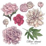 手绘鲜花花朵矢量素材