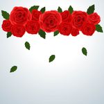 玫瑰花