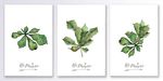 手绘中国风植物树叶装饰画