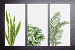 植物