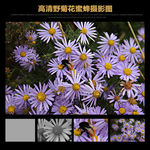 野菊花蜜蜂高清拍摄图