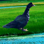 鸭子