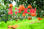 丑柑橘子海报