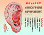 采耳海报