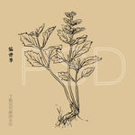 筋骨草