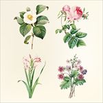 花卉