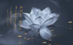 立体荷花金色小鱼背景墙