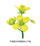 油菜籽